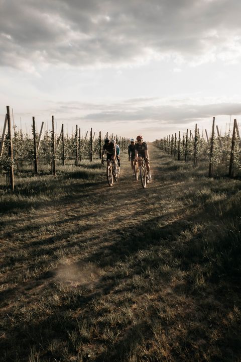 Langs de druivenranken